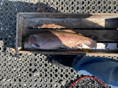 トラウトの釣果