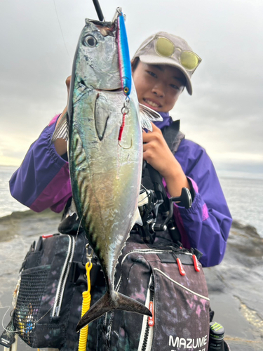 ソウダガツオの釣果