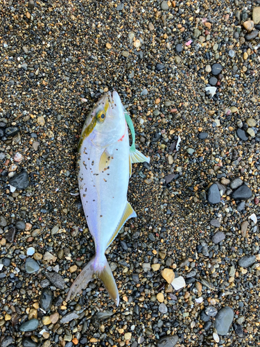 ショゴの釣果