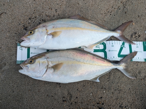 ショゴの釣果