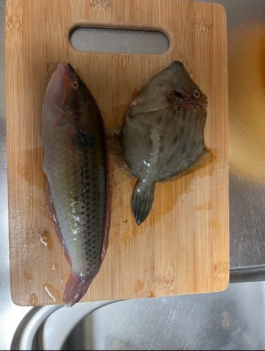 カワハギの釣果