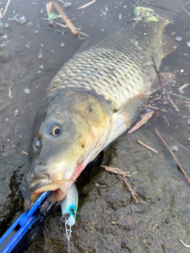 コイの釣果