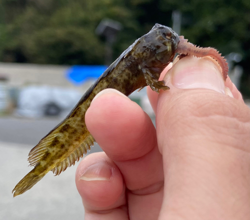 キスの釣果