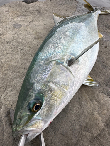 イナダの釣果