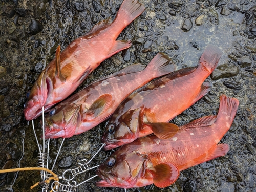 アカハタの釣果