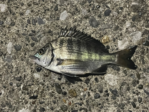 チンチンの釣果