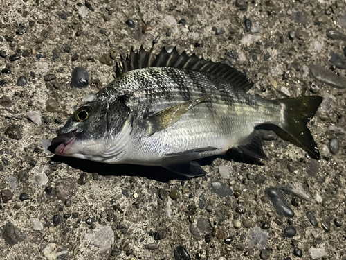 チンチンの釣果