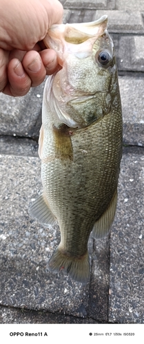 ブラックバスの釣果