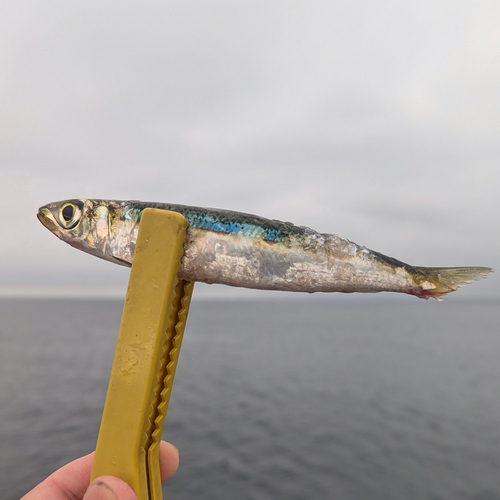 ウルメイワシの釣果