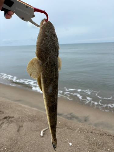 コチの釣果