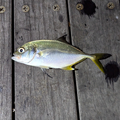 メッキの釣果