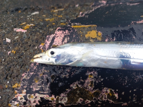 タチウオの釣果