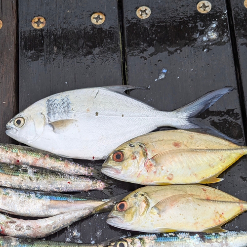 コバンアジの釣果