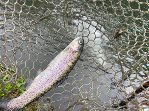 ニジマスの釣果