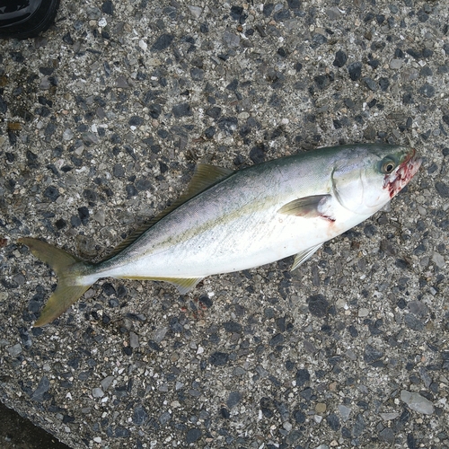 ヤズの釣果