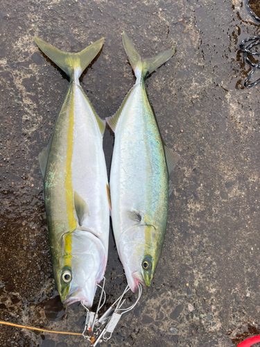 イナダの釣果