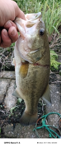 ブラックバスの釣果