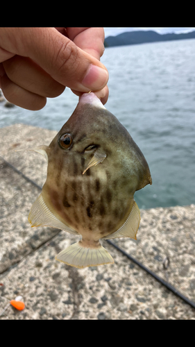 カワハギの釣果