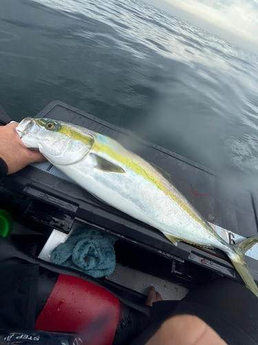 ワラサの釣果