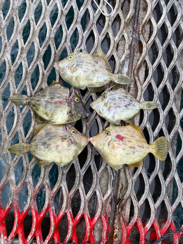 カワハギの釣果