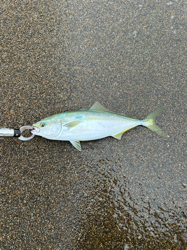 ワカシの釣果