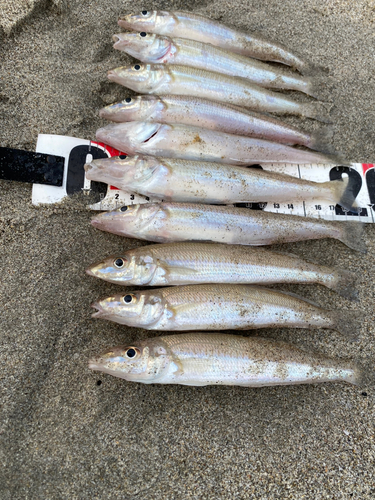 キスの釣果