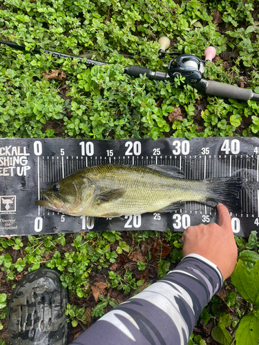 ブラックバスの釣果