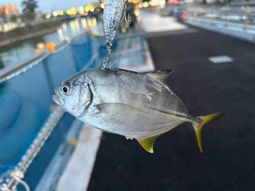 メッキの釣果