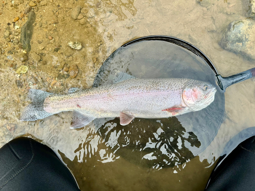 ニジマスの釣果