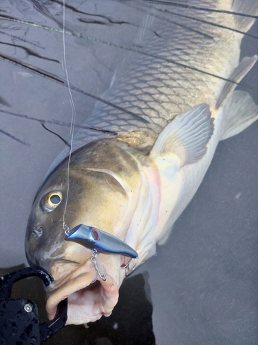 コイの釣果