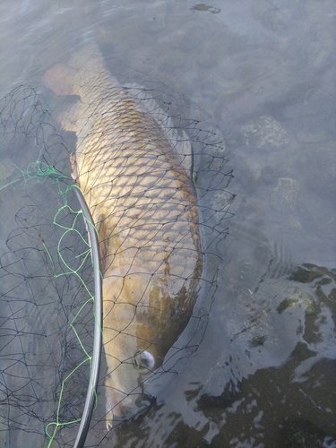 コイの釣果