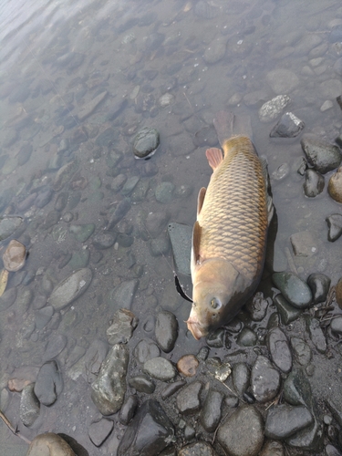 コイの釣果