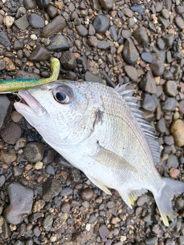 キビレの釣果