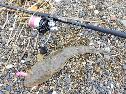 マゴチの釣果