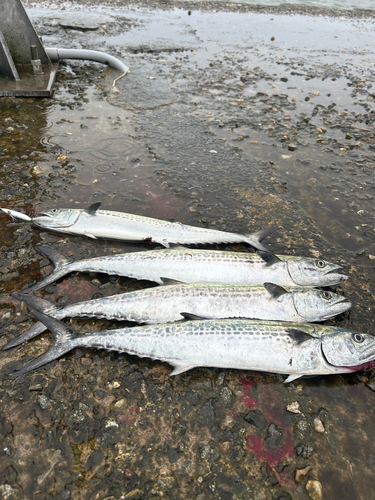 サゴシの釣果