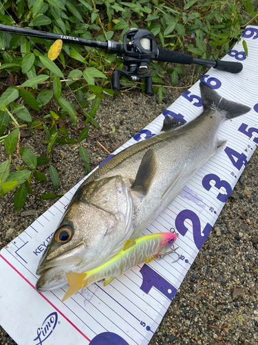 シーバスの釣果