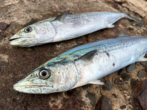 サゴシの釣果