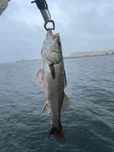 フッコ（マルスズキ）の釣果