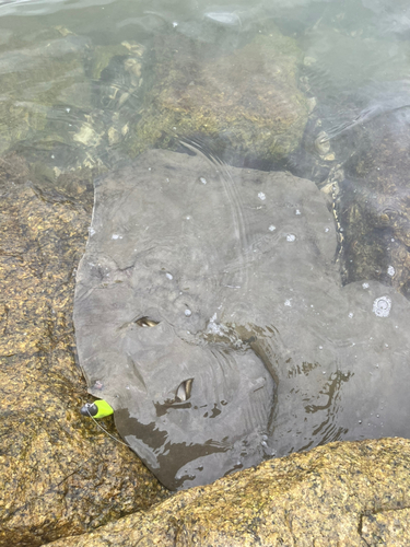 ナルトビエイの釣果