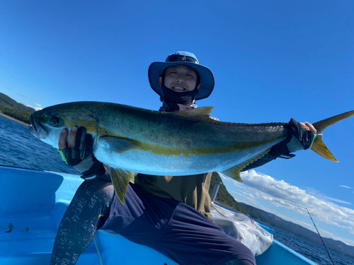 ヒラマサの釣果