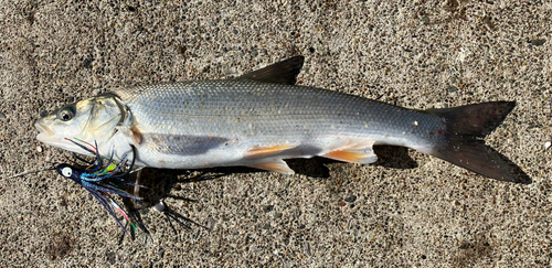 ウグイの釣果