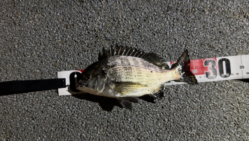 チヌの釣果