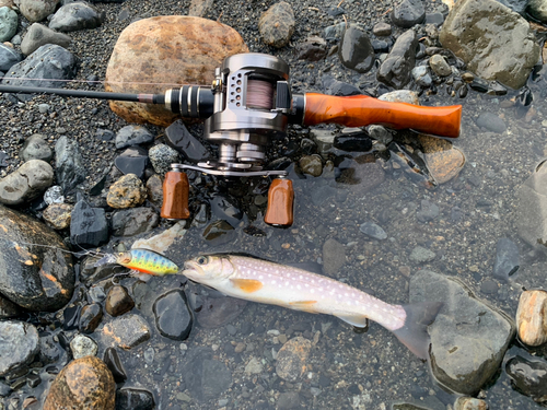 アメマスの釣果