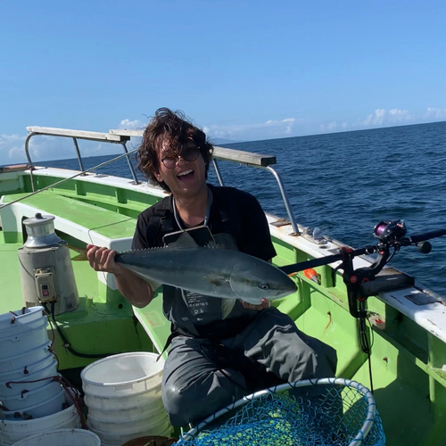 ワラサの釣果