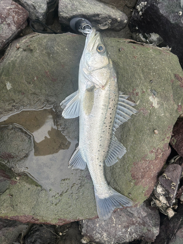 セイゴ（タイリクスズキ）の釣果