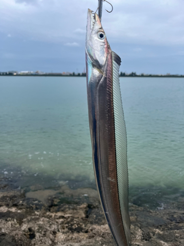 タチウオの釣果