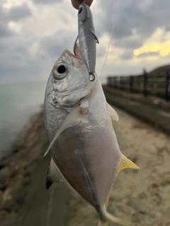 ガーラの釣果