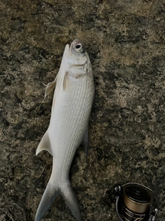 ツバメコノシロの釣果