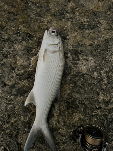 ツバメコノシロの釣果