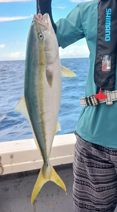 ヤズの釣果